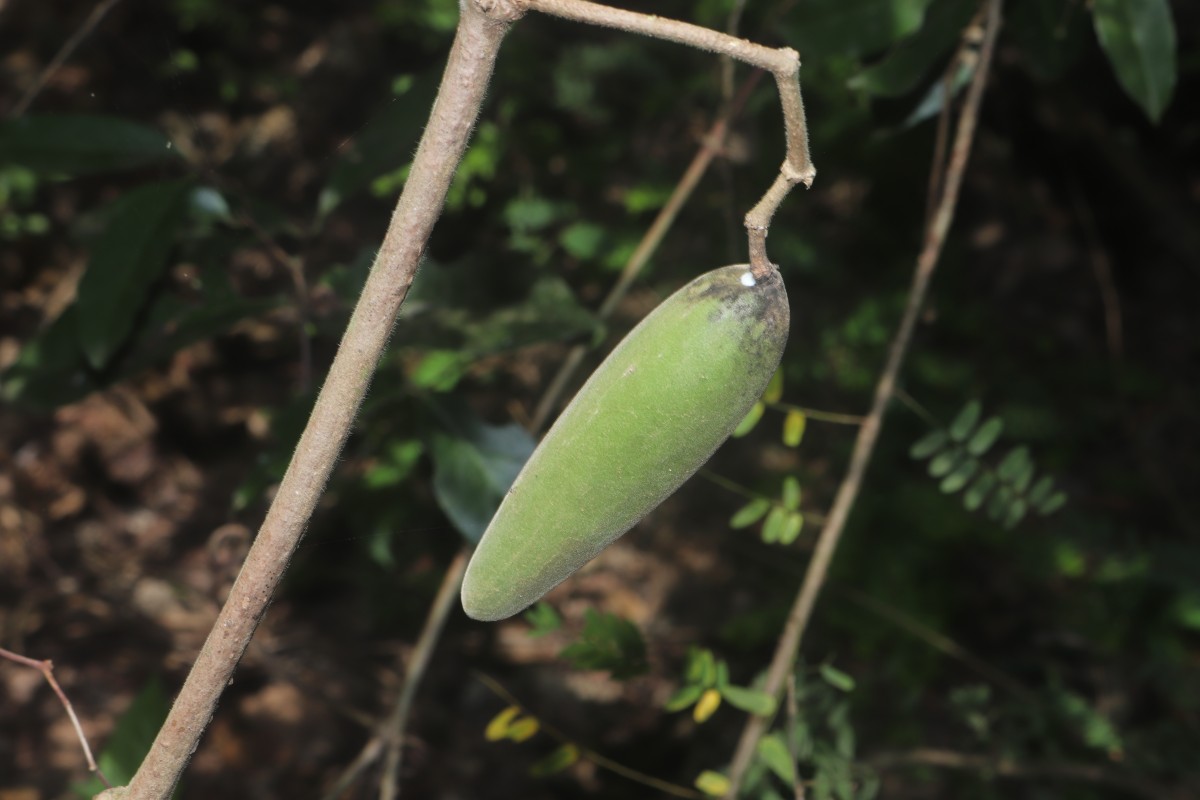 Gongronemopsis tenacissima (Roxb.) S.Reuss, Liede & Meve